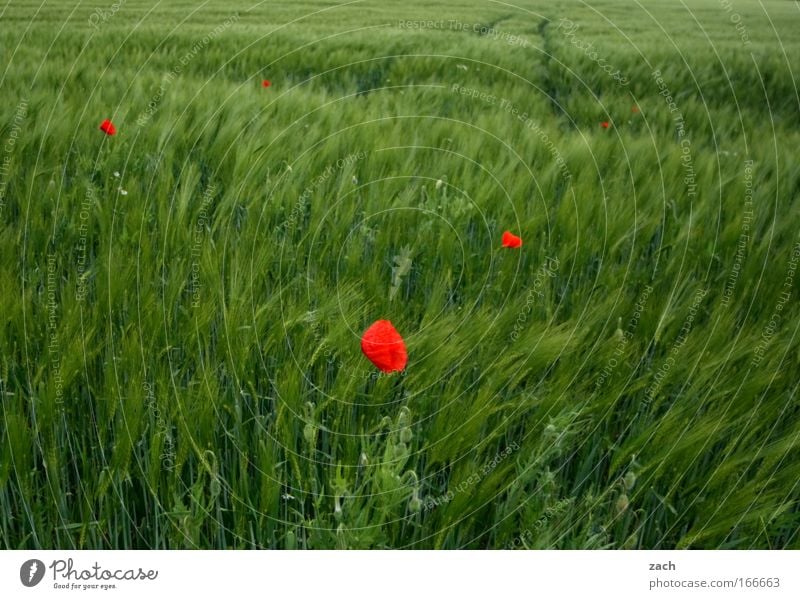 Rot in Grün Farbfoto Außenaufnahme Menschenleer Textfreiraum oben Textfreiraum unten Tag Sonnenlicht Unschärfe Bewegungsunschärfe Zentralperspektive Getreide