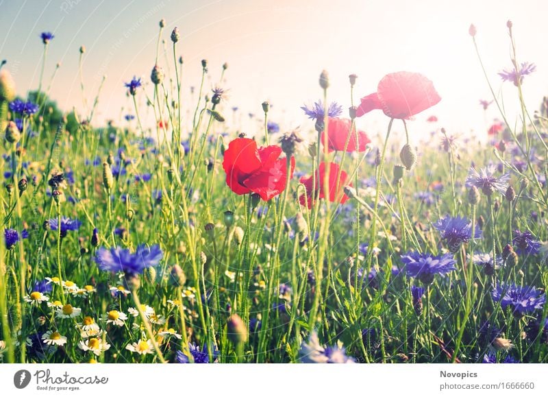 poppy in the field Natur Landschaft Pflanze Sommer Gras Wildpflanze Mohn Klatschmohn Wiese Feld rot Kornblume Kamille Bluehstreifen Bewegung Landscape