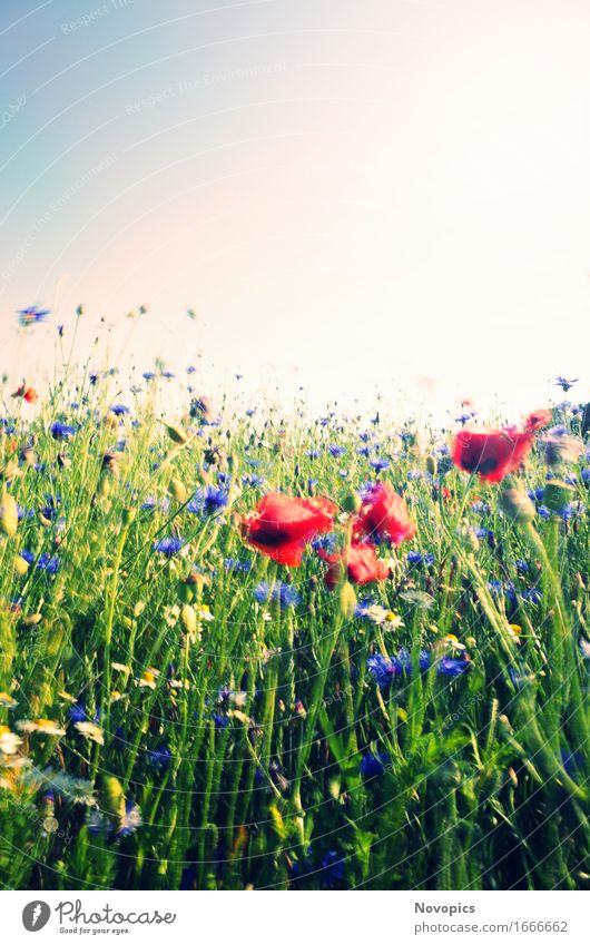 poppy in the wind Natur Landschaft Pflanze Sommer Wind Gras Grünpflanze Wildpflanze Wiese Feld rot Mohn Klatschmohn Kornblume Kamille Bluehstreifen Bewegung