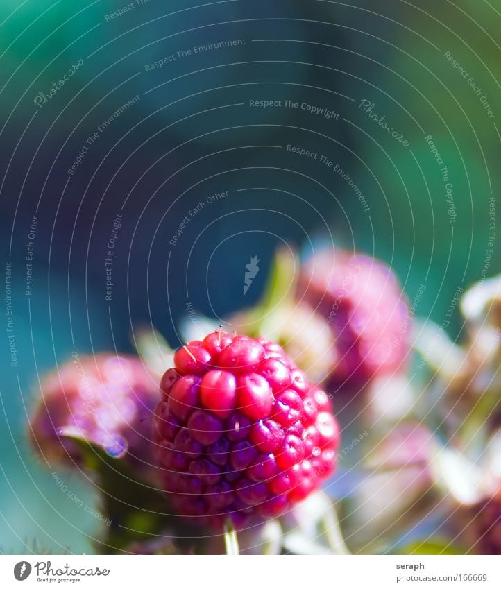 Himbeere Himbeeren Frucht Beeren Garten fruchtig fruit head seed bloom blur Ast Pflanze Lebensmittel rubus fructicosus scratching berry thorn berry