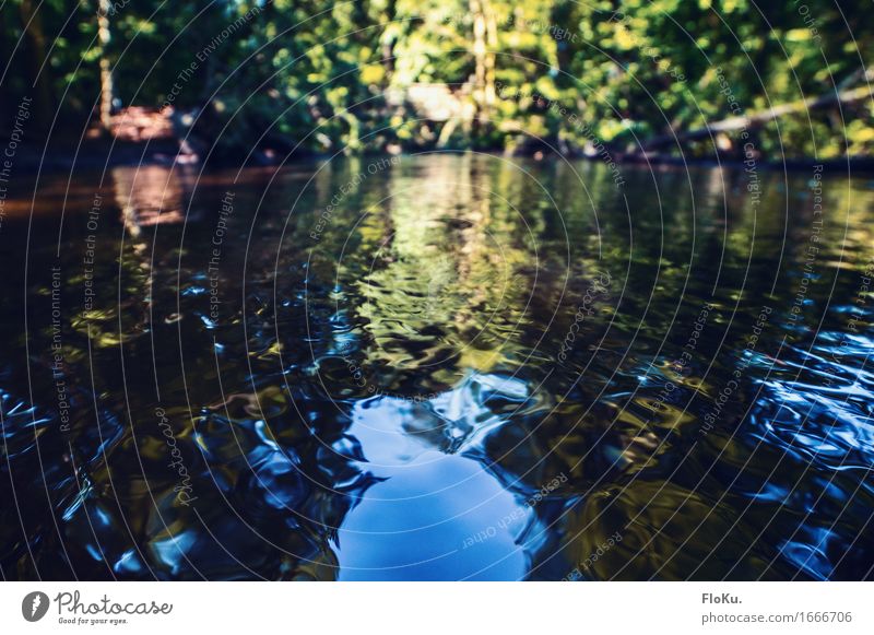 Erfrischung im Sommer Ferien & Urlaub & Reisen Ausflug Umwelt Natur Landschaft Urelemente Wasser Sonnenlicht Schönes Wetter Wald Wellen Bach Fluss nass