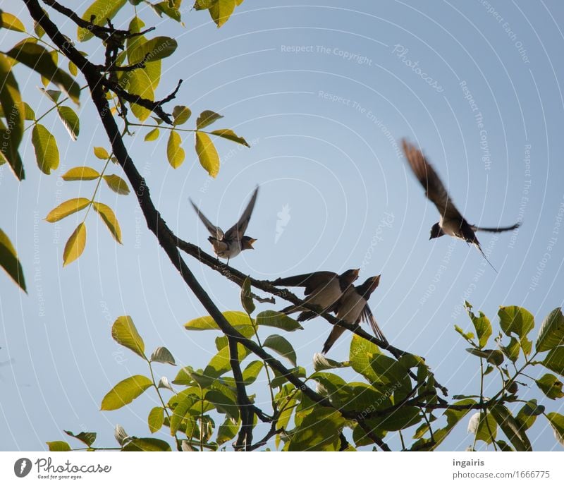 Flügge Natur Pflanze Tier Frühling Sommer Baum Blatt Wildtier Vogel Flügel Rauchschwalbe Schwalben 4 Tierjunges Tierfamilie Bewegung fliegen Fressen füttern