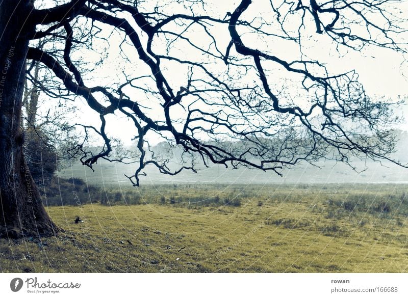 geäst Farbfoto Gedeckte Farben Außenaufnahme Menschenleer Tag Umwelt Natur Landschaft schlechtes Wetter Unwetter Nebel Regen Baum Wiese Feld bedrohlich dunkel