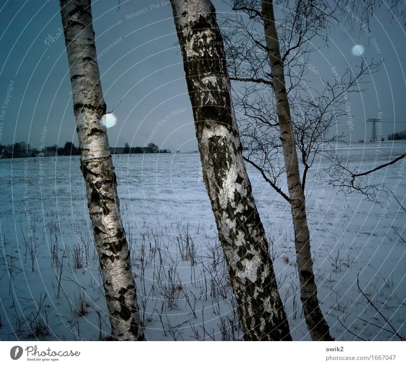 Baumschule Energiewirtschaft Strommast Umwelt Natur Landschaft Horizont Winter Schönes Wetter Eis Frost Schnee Schneefall Sträucher Birke Birkenrinde Baumrinde