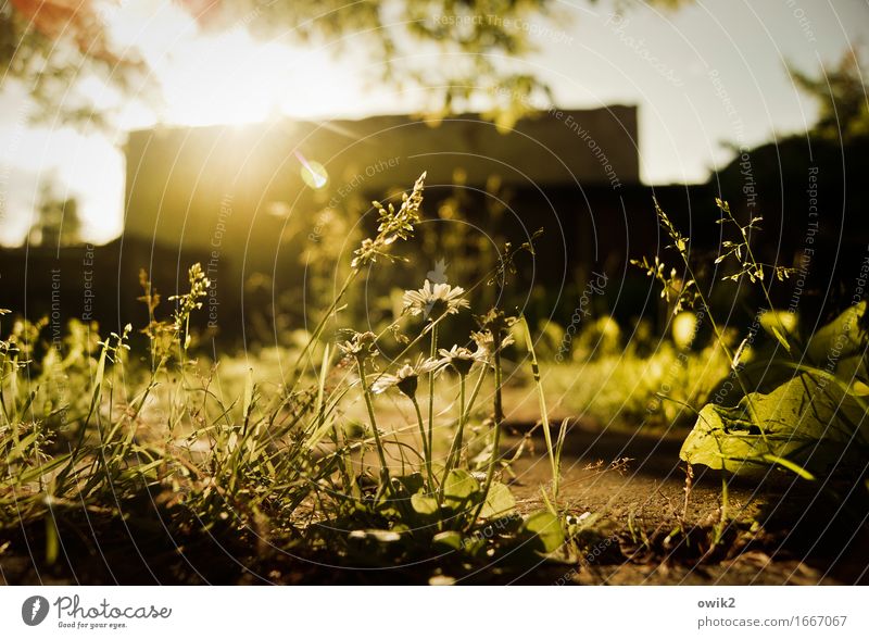 Am Boden Umwelt Natur Wolkenloser Himmel Frühling Klima Schönes Wetter Pflanze Baum Blume Gras Blatt Blüte Grünpflanze Gänseblümchen Garten Gebäude leuchten