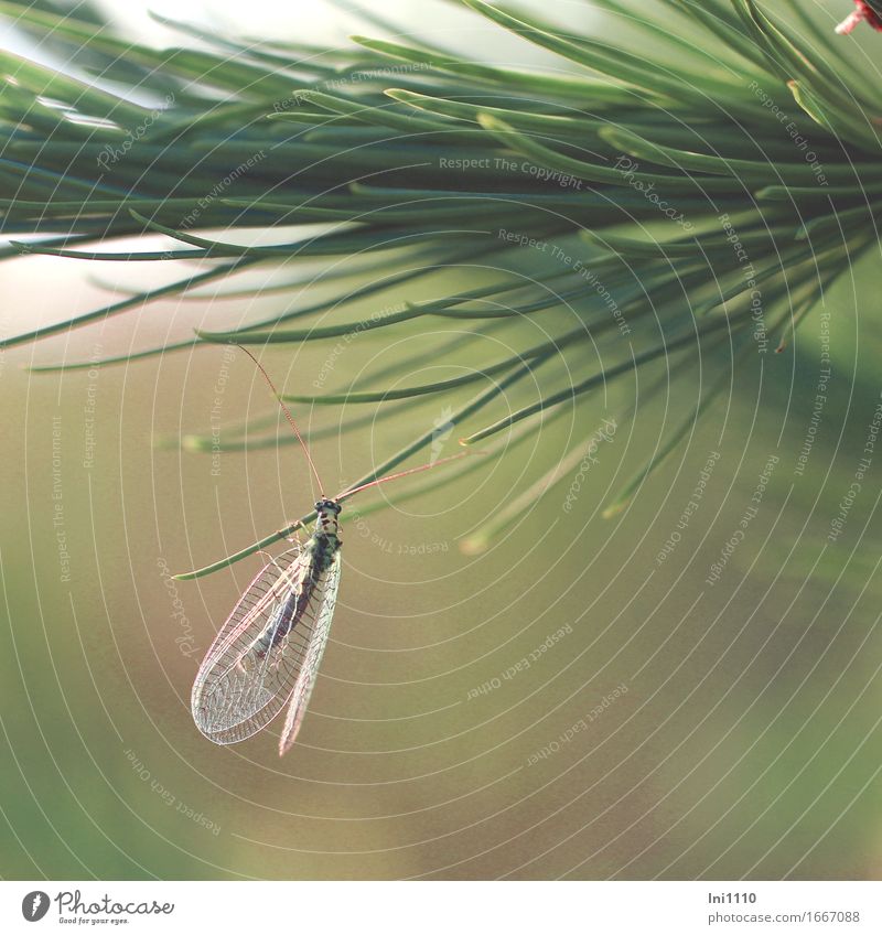 Florfliege am Lärchenzweig Pflanze Tier Frühling Sommer Schönes Wetter Baum Wald Wildtier Fliege Tiergesicht Flügel 1 hängen fantastisch schön natürlich blau