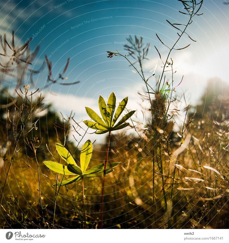 Dschungelcamp Umwelt Natur Landschaft Frühling Klima Schönes Wetter Pflanze Sträucher Blatt Nutzpflanze Garten Wachstum dünn authentisch klein nah unten