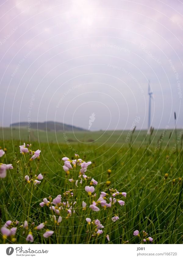 Morgenfrische Farbfoto mehrfarbig Außenaufnahme Nahaufnahme Menschenleer Textfreiraum oben Froschperspektive Umwelt Natur Landschaft Frühling Wetter Pflanze