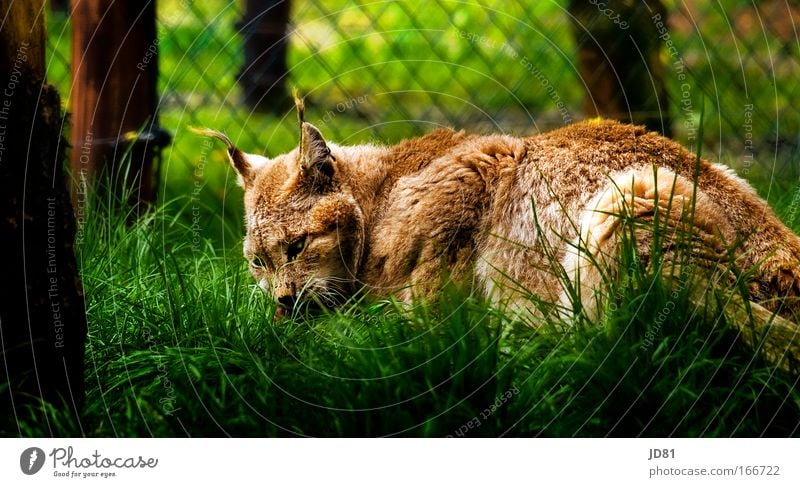 Luchs beim Mittagessen Farbfoto mehrfarbig Außenaufnahme Nahaufnahme Tag Kontrast Tierporträt Wildtier Katze Tiergesicht Fell Zoo 1 beobachten Fressen hören