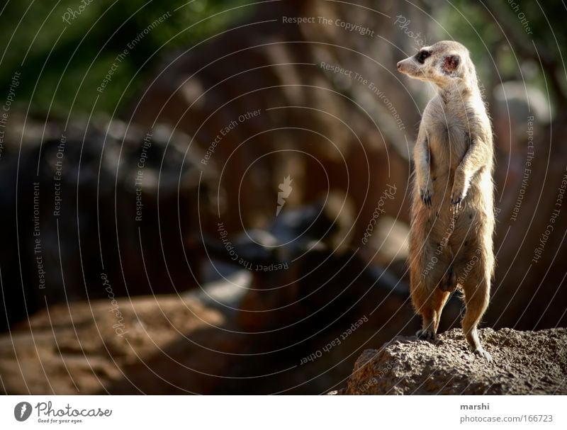 auf der Lauer, auf der Lauer... Farbfoto Außenaufnahme Freizeit & Hobby Natur Erde Sommer Tier Tiergesicht Pfote Zoo 1 beobachten stehen exotisch braun Freude