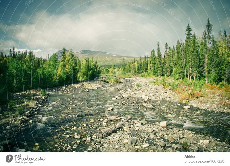 Der hohe Norden XIII Urelemente Sand Wasser Wald Berge u. Gebirge Fluss Stein Flüssigkeit wild Wildnis fließen Farbfoto Außenaufnahme Menschenleer Tag