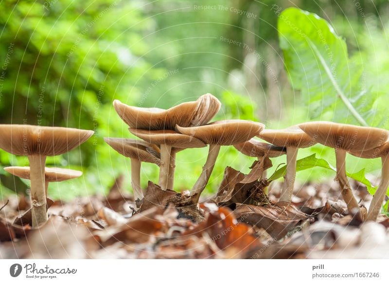 mushrooms in natural ambiance Natur Pflanze Wald Hut Wachstum braun Pilz flachwinkel gruppe lamellen grund pilzbefall Jahreszeiten kappe ausschnitt Biologie