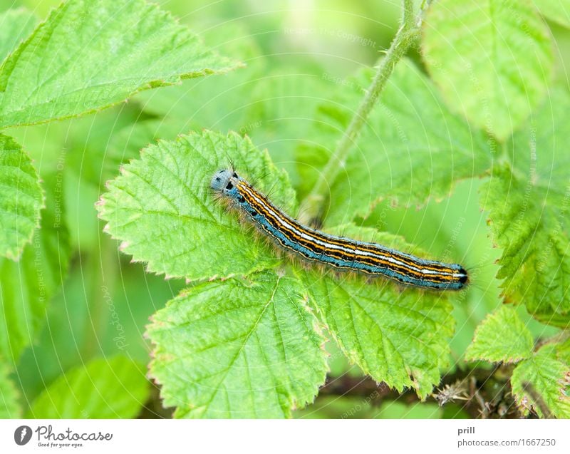 Lackey moth caterpillar Natur Pflanze Tier Frühling Blatt Schmetterling grün ringelspinner ringelspinnerraupe malacosoma neustria Insekt gestreift Botanik