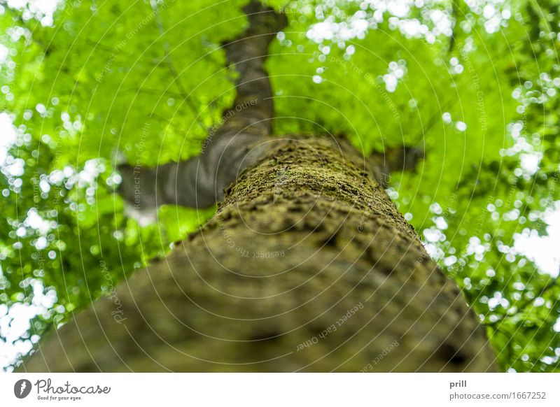 bottom up tree Natur Pflanze Frühling Baum Moos Blatt Wald Holz unten grün flachwinkel stamm Baumstamm Baumrinde Kruste Ast Zweig bildschärfe boden