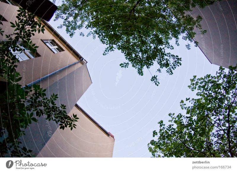 Friedenau 8 Hinterhof Stadthaus Haus Gebäude Mauer Brandmauer Mieter Vermieter Himmel Wolken schleierwolken Cirrus Sommer grün Baum Blatt Pflanze Sauerstoff