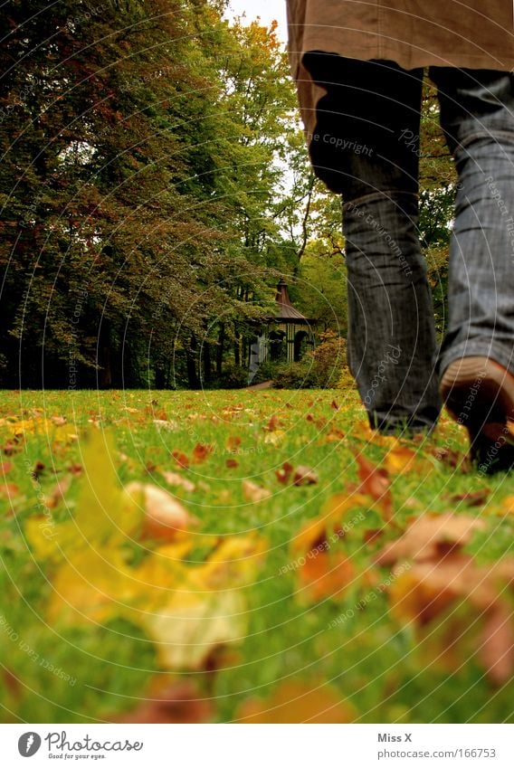 love is gone Farbfoto Außenaufnahme Rückansicht maskulin Mann Erwachsene Beine Fuß 1 Mensch Natur Herbst schlechtes Wetter Gras Blatt Park Wiese Wald Jeanshose