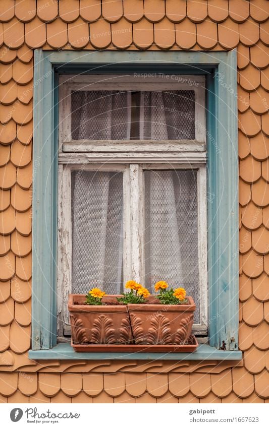 ASTern 9 Lifestyle Sommer Häusliches Leben Wohnung Haus Garten Blume Topfpflanze Astern Hessen Kleinstadt Fassade Fenster Blühend alt blau braun orange Idylle