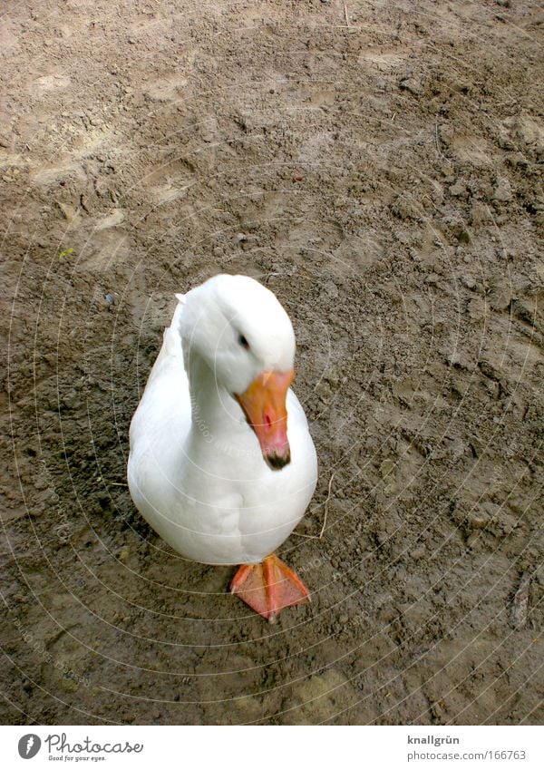 Schiefer Kopp und appes Bein Farbfoto Gedeckte Farben Außenaufnahme Menschenleer Textfreiraum rechts Textfreiraum oben Hintergrund neutral Tag Vogelperspektive