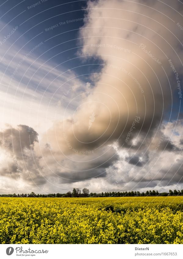 Gewitterfront Umwelt Landschaft Himmel Wolken Gewitterwolken Frühling Klima Wetter Schönes Wetter Pflanze Sträucher Nutzpflanze Feld blau gelb weiß Raps