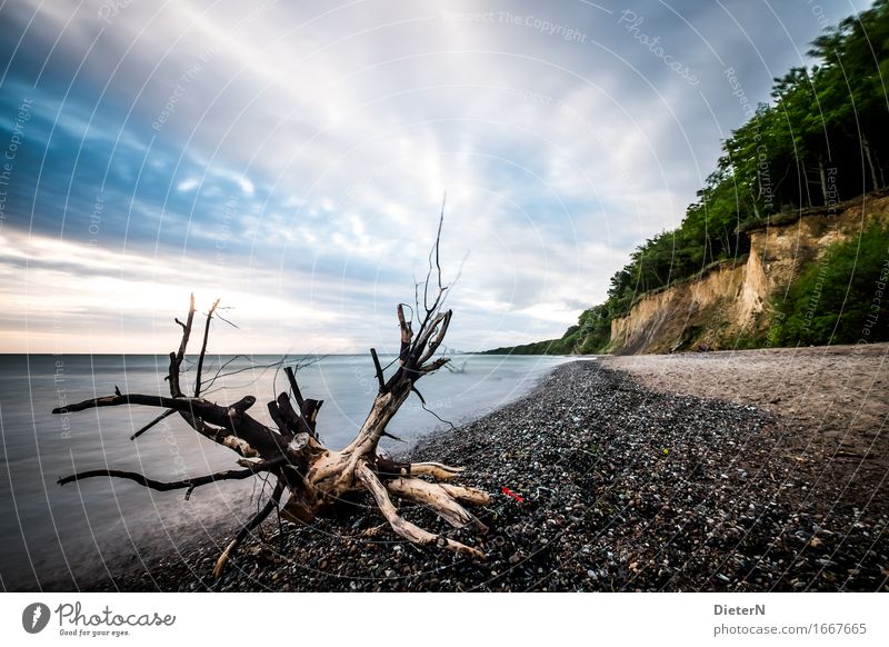 Steilküste Umwelt Landschaft Sand Himmel Wolken Sonnenaufgang Sonnenuntergang Frühling Klima Wetter Schönes Wetter Baum Wellen Küste Strand Ostsee blau grün