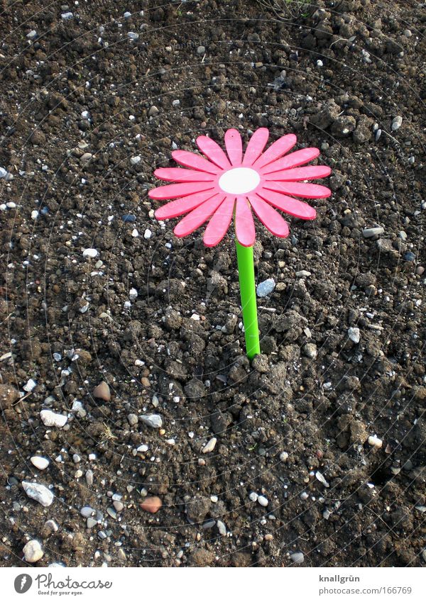 FlowerPower Farbfoto Außenaufnahme Menschenleer Textfreiraum unten Hintergrund neutral Tag Natur Pflanze Holz Blühend schön braun grün rosa einzigartig Blume