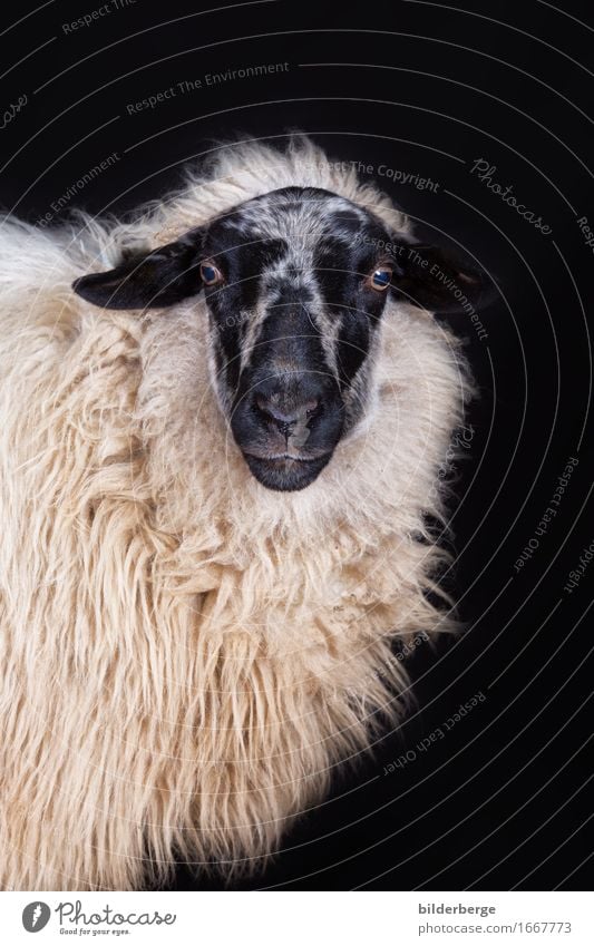 Schaf im Fotoatelier Natur Tier Gefühle Portarit bilderberg Fotografie Fotostudio schwarz Hintergrund neutral Farbfoto Innenaufnahme Blick in die Kamera