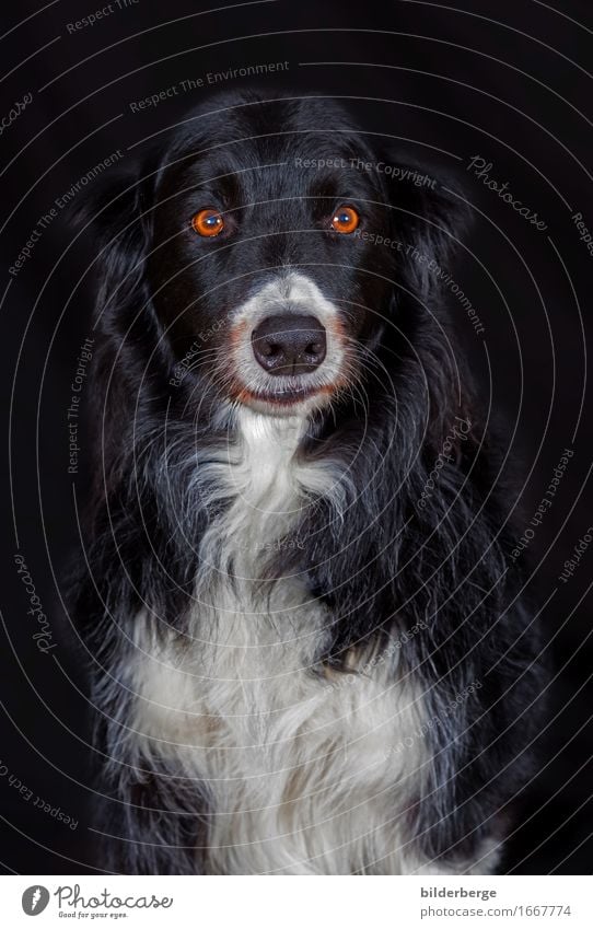 Hund im Fotoatelier Lifestyle Natur Gefühle Portarit bilderberg Fotografie "Leinwand Hintergrund" schwarz Auge weiß Farbfoto Studioaufnahme Porträt Tierporträt