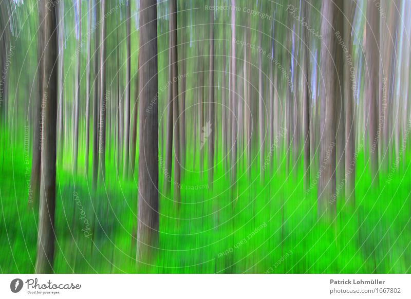 Frühlingsfarben im Schwarzwald Tourismus Freiheit Kunst Umwelt Natur Schönes Wetter Baum Gras Moos Wald Hinterzarten Baden-Württemberg Deutschland Europa