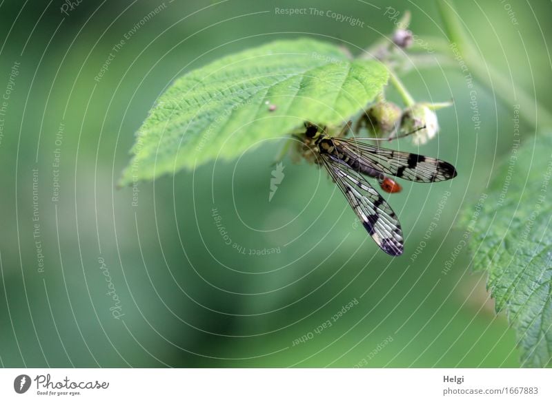 Skorpionsfliege Umwelt Natur Pflanze Tier Frühling Blatt Blütenknospen Wald Wildtier Fliege 1 festhalten ästhetisch schön einzigartig klein natürlich grau grün