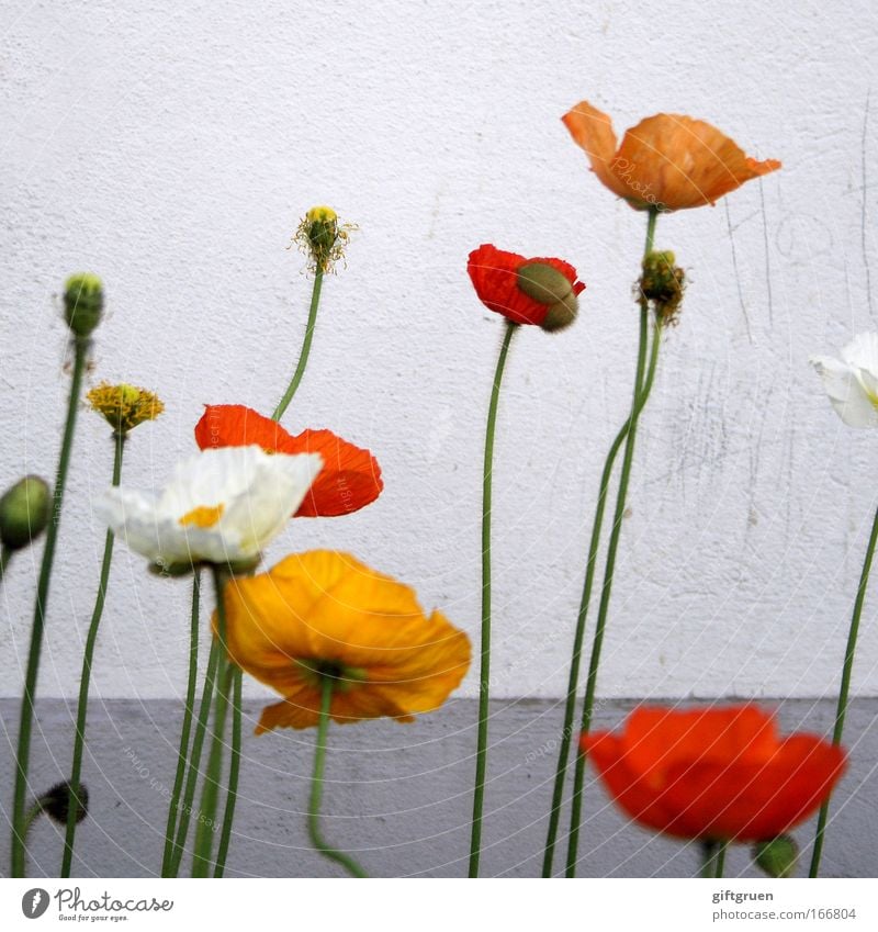 mohnblumenwald Farbfoto Menschenleer Textfreiraum oben Pflanze Frühling Blume Blüte Stengel Linie Blühend Wachstum dreckig dünn Gefühle Fröhlichkeit Kraft schön