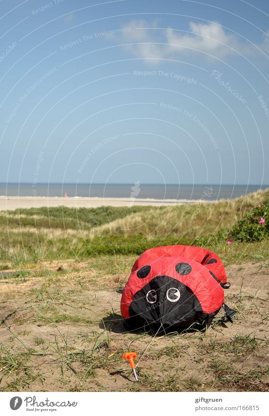 invasion der riesen-marienkäfer Farbfoto Außenaufnahme Textfreiraum oben Tag Landschaft Himmel Klimawandel Küste groß Angriff Überfall Marienkäfer Käfer Monster