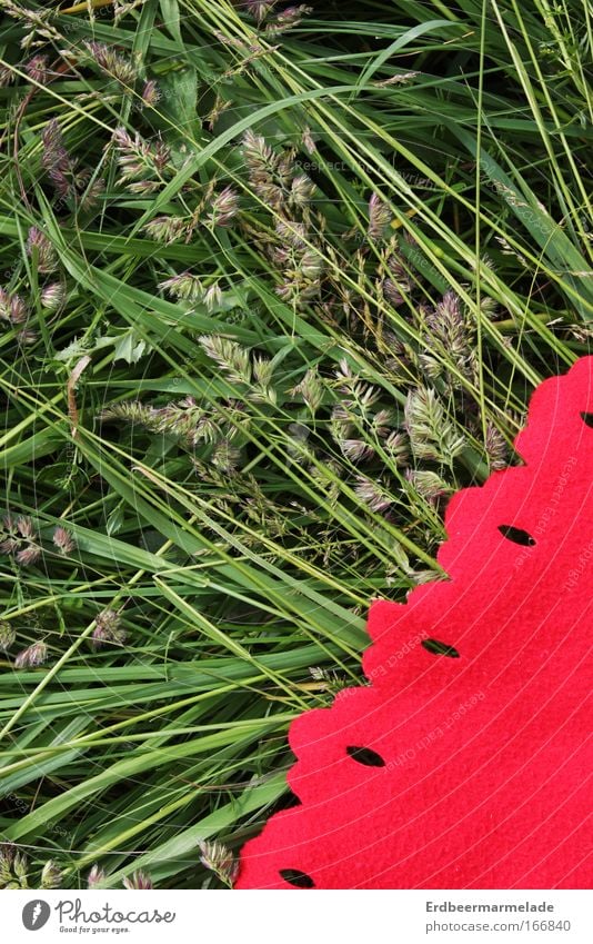 Es grünt so grün Farbfoto mehrfarbig Außenaufnahme Detailaufnahme Vogelperspektive Ausflug Sommer Natur Pflanze Schönes Wetter Gras Sträucher Wiese genießen