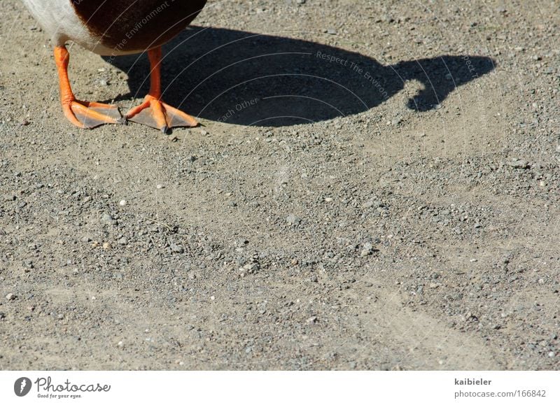 Entengang Farbfoto Außenaufnahme Menschenleer Textfreiraum rechts Tag Schatten Silhouette Tier Wildtier 1 gehen lustig grau skurril Freude Stockente Feder