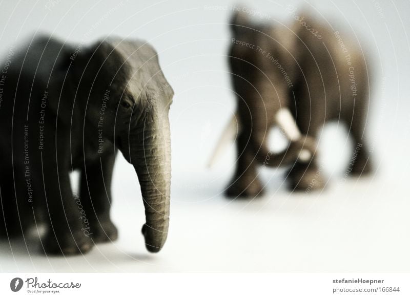 It's jungle out there Farbfoto Studioaufnahme Textfreiraum rechts Textfreiraum unten Schwache Tiefenschärfe Umwelt Natur Klima Klimawandel Tier Wildtier Elefant