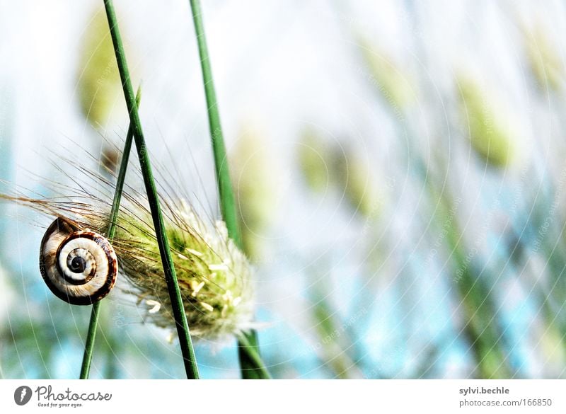 gipfelstürmer Erfolg Pflanze Himmel Herbst Gras Blüte Küste Seeufer Meer Schnecke berühren Blühend Erholung festhalten hängen schaukeln warten hoch ruhig