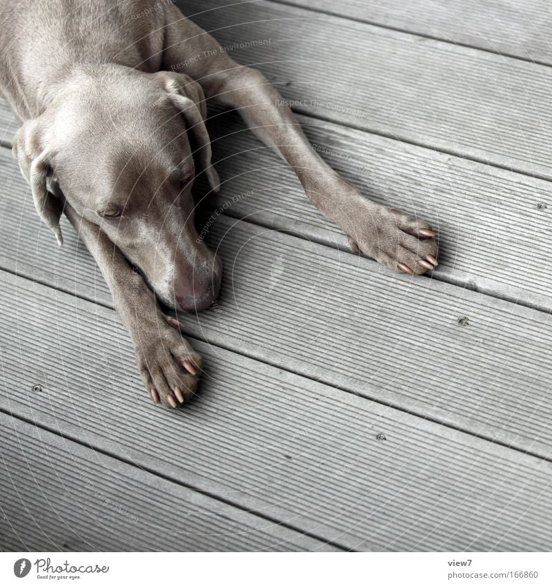 Päuschen Tier Hund 1 Erholung genießen liegen schlafen träumen Traurigkeit einfach grau Gelassenheit geduldig ruhig Weimaraner Jagdhund Pfote Schnauze Farbfoto