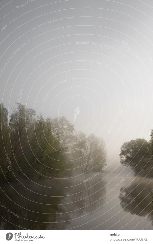 Flussnebel 2 Farbfoto Außenaufnahme Morgen Reflexion & Spiegelung Natur Landschaft Wasser Nebel Baum Holz grau grün