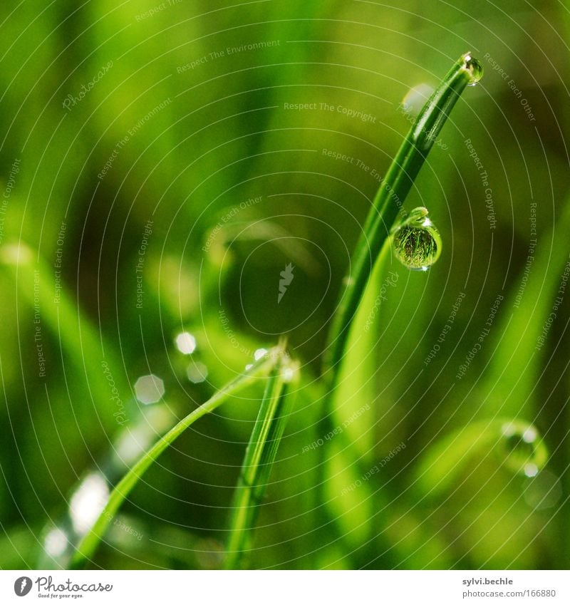 pearl Natur Pflanze Wasser Wassertropfen Klima Regen Gras Wiese Stimmung ruhig Leben Reinheit Einsamkeit Hoffnung rein stagnierend träumen glänzend deutlich