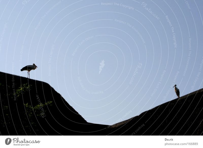 4\_/4 - doppelt hält besser Haus Tier Sträucher Vogel Tierpaar lang Frühlingsgefühle Stolz Trennung Storch Adebar Felsspalten Riss Wassergraben Reetdach