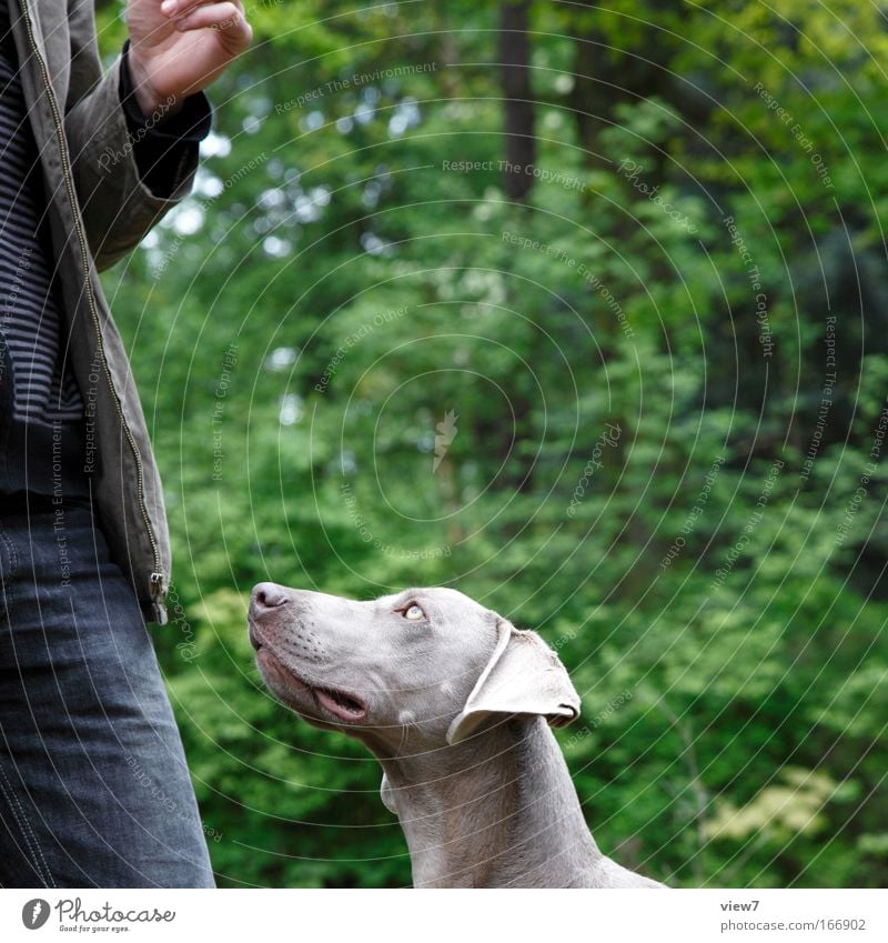 Leckerli Farbfoto mehrfarbig Außenaufnahme Nahaufnahme Textfreiraum oben Morgen Tag Schwache Tiefenschärfe Zentralperspektive Tierporträt Blick nach oben