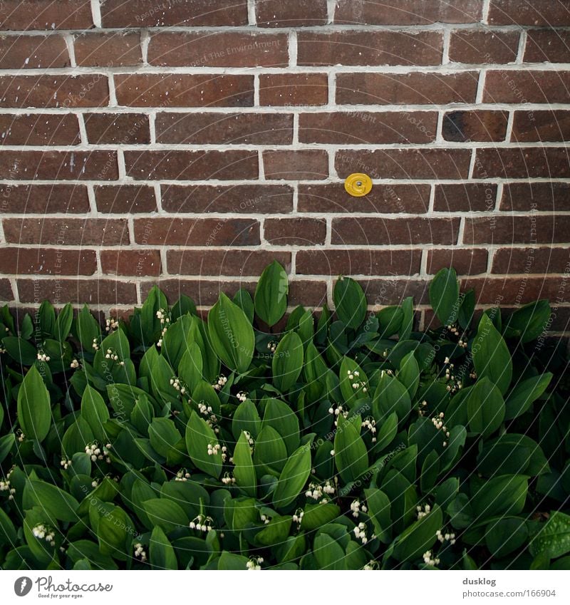 es grünt so grün I Farbfoto Außenaufnahme Muster Strukturen & Formen Menschenleer Blick nach unten Umwelt Pflanze Tier Blume Gras Blüte Grünpflanze Garten Haus