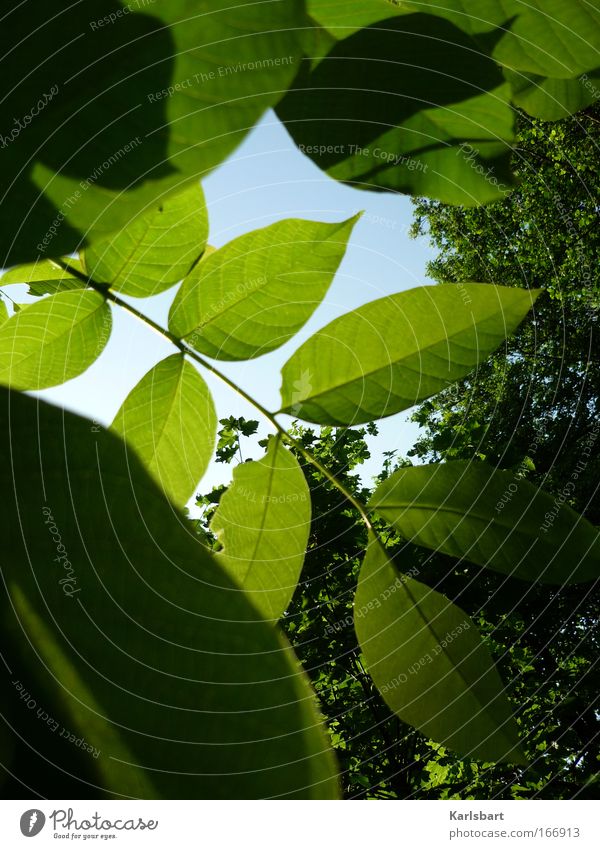 im schatten. des baumes. Leben Wohlgefühl Erholung Duft Freiheit Sommer Garten Gartenarbeit Umwelt Natur Pflanze Himmel Sonnenlicht Baum Blatt Park saftig grün