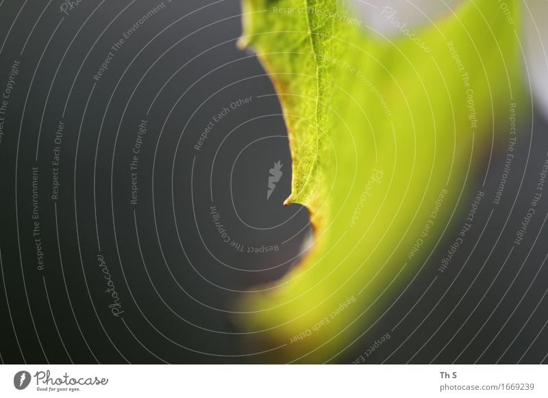 Blatt Natur Pflanze Frühling Sommer Blühend leuchten ästhetisch authentisch einfach elegant frisch natürlich grau grün Gelassenheit geduldig ruhig einzigartig