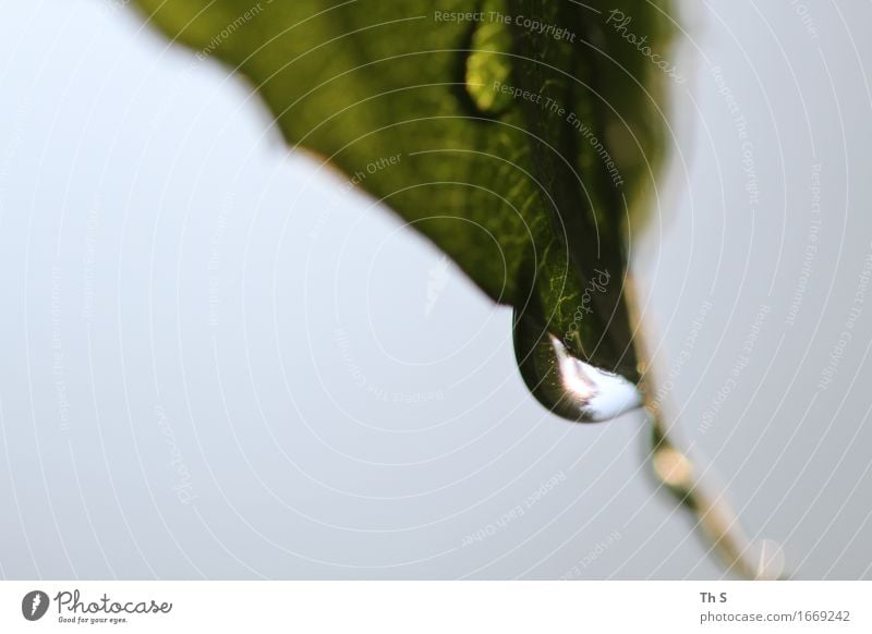 Tropfen Natur Pflanze Wasser Frühling Sommer Regen Blatt fallen ästhetisch authentisch einfach elegant Flüssigkeit frisch nass natürlich blau grün Gelassenheit