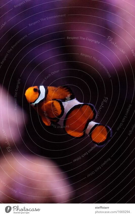 Clownfish, Amphiprioninae, in einem Meeresfisch- und Riffaquarium Tier Haustier Wildtier Fisch Aquarium 1 orange schwarz weiß Farbfoto mehrfarbig Makroaufnahme