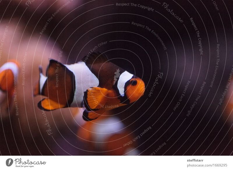 Clownfish, Amphiprioninae, in einem Meeresfisch- und Riffaquarium Tier Haustier Wildtier Fisch Aquarium 1 orange schwarz weiß Farbfoto mehrfarbig Makroaufnahme