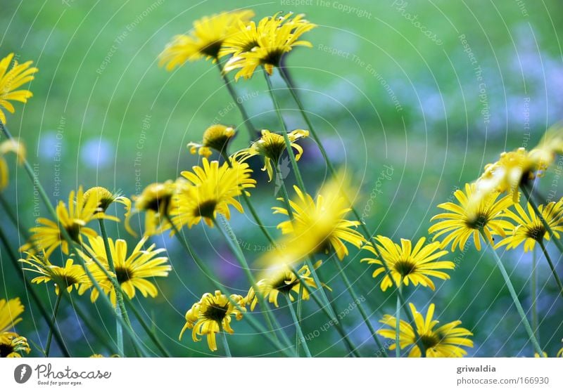 margi`s blüten Farbfoto Außenaufnahme Menschenleer Textfreiraum oben Tag Unschärfe Umwelt Natur Pflanze Frühling Schönes Wetter Blume Blüte Wildpflanze Wiese