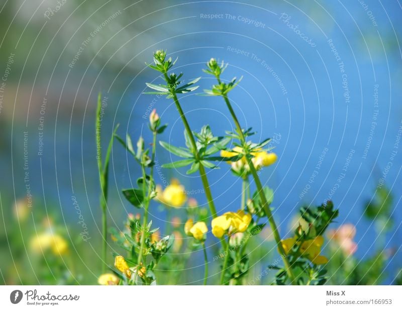 Ein paar Blümchen für DORIT zum GEBURTSTAG!!! Farbfoto mehrfarbig Außenaufnahme Detailaufnahme Schwache Tiefenschärfe Natur Blume Gras Sträucher Wiese Moor