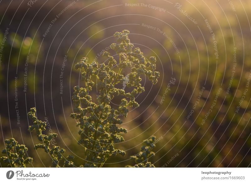 Pflanze bei besonderem Sonnenlicht Natur Landschaft Sommer Schönes Wetter Wärme Sträucher Grünpflanze Nutzpflanze Wildpflanze Wiese braun mehrfarbig gelb gold