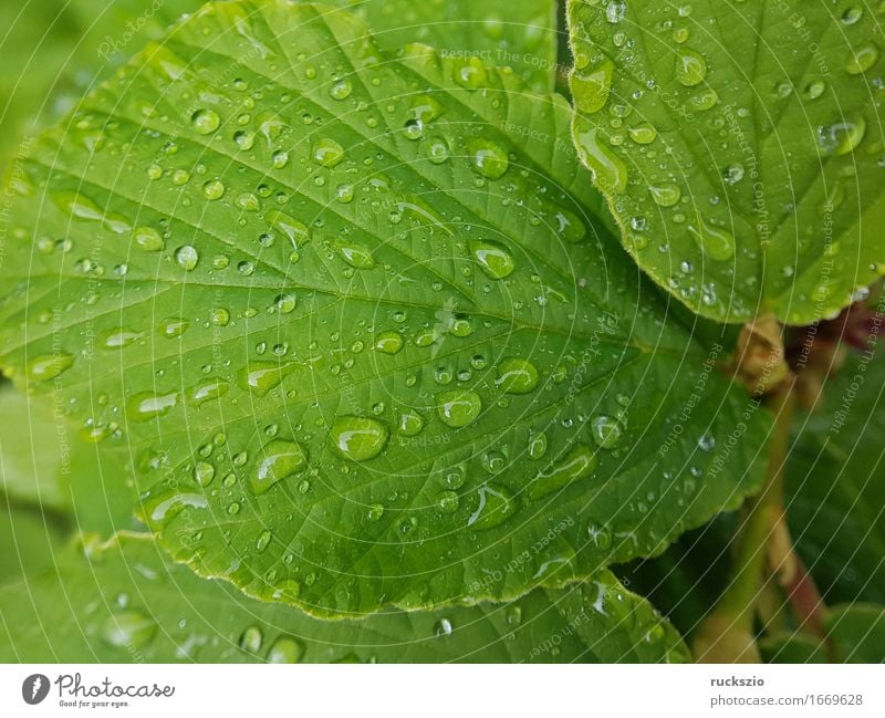 dewdrops; Weed; Water; Structure; Dew; Raindrops Natur Wasser Wassertropfen Blatt ästhetisch nass Tau Zaubernuss Struktur Regentropfen Nebeltropfen Perle